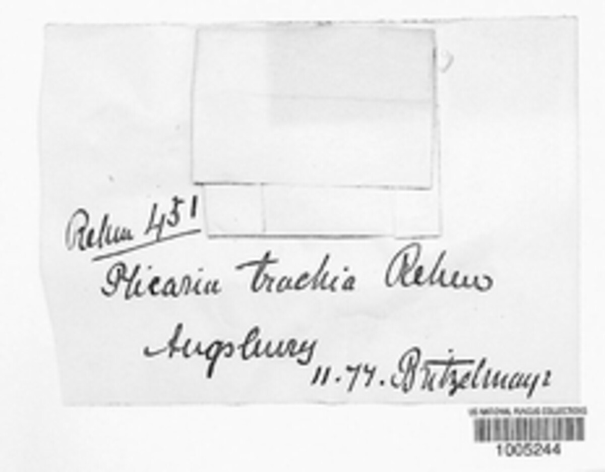Boudiera tracheia image